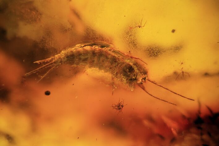 Fossil Bristletail (Archaeognatha) In Baltic Amber #94031